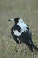 Au magpie.jpg