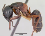 Camponotus herculeanus casent0103345 profile 1.jpg