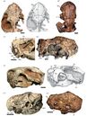 Euchambersia skulls.jpg