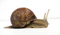 Grapevinesnail 01.jpg