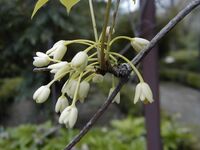 Holboellia coriacea.jpg