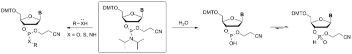 Nucleoside Phosphoramidite Reactivity.png