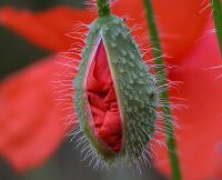 Papaver-rhoeas-290705-800-2.jpg