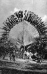 Photographic Views of Singapore Plate 19 Traveller's Tree.jpg