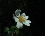 Rosa sempervirens 02062003 2.JPG