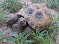 Testudo horsfieldii1.jpg