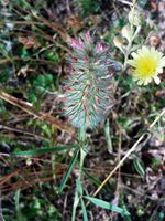 Trifolium angustifolium FlowersCloseup DehesaBoyaldePuertollano.jpg