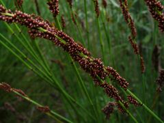 Western Cape thatching reed seed.jpg