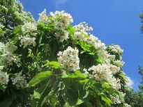 20180603Catalpa bignonioides3.jpg