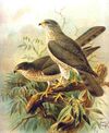 Accipiter brevipes.jpg