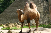 Bactrian Camel.jpg