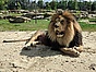 Barbary Lion from Keystone Safari, Grove City Pennsylvania.jpg