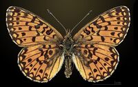 Boloria selene MHNT CUT 2013 3 21 Sornac Dos.jpg