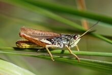 Chorthippus apricarius male (3788480294).jpg