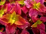 Coleus blumei.jpg