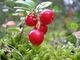 Cowberry.jpg