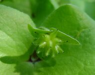 Hepatica nobilis kz2.jpg