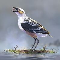 Lectavis bretincola reconstruction by Lauren Helton.jpg