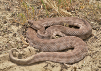Macrovipera lebetina 1.png
