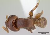 Melissotarsus weissi casent0178294 dorsal 1.jpg