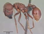 Pogonomyrmex badius casent0103057 profile 1.jpg