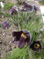 Pulsatilla pratensis subsp nigricans.jpg