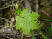 Ribes sachalinense 2.JPG