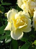 Rosa 'Sunstar' 02.jpg
