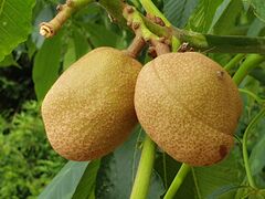 Sapindales - Aesculus flava - 4.jpg