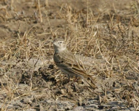 Short-toed Lark (Calandrella brachydactyla).jpg
