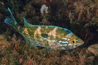 Spicara maena male spawning.jpg