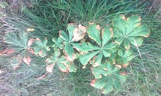 Саженец конского каштана, поражённый болезнью ржавые листья.jpg