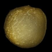 Семя инжира.jpg