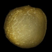 Семя инжира.jpg