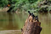 Atticora fasciata -Rio Tiputini, Yasuni National Park, Ecuador-8.jpg