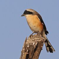 Bay-backed shrike (Lanius vittatus).jpg