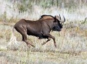 Black Wildebeest.jpg
