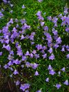 Campanula rotundifolia 001.JPG