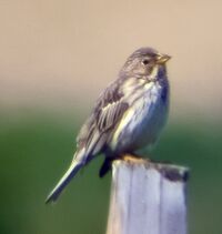 CornBunting02