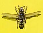 Crabronidae - Stizus fasciatus.JPG
