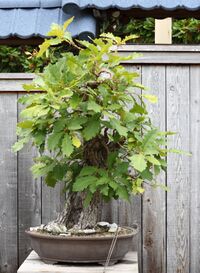 Daimyo Oak, GSBF-CN 115, September 12, 2008.jpg