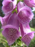 Digitalis Purpurea-WJP.jpg