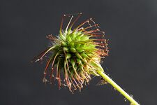 Flickr - don macauley - Wood Avens.jpg