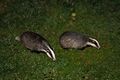 Foraging badgers.jpg