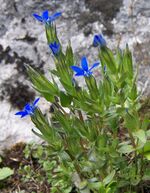 Gentiana nivalis a1.jpg