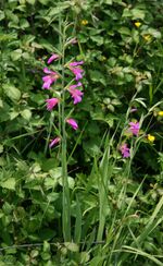 Gladiolus italicus 1.jpg