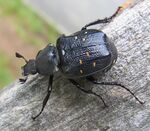 Gnorimus variabilis natur2.jpg