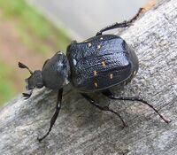 Gnorimus variabilis natur2.jpg