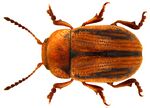 Gonioctena olivacea (Forster, 1771).jpg