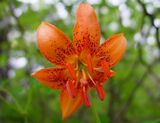 Lilium medeoloides Kurumayuri in Cyougatake02003-8-12.jpg